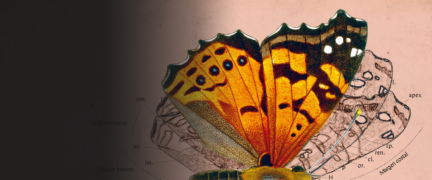 22 años de Memoria Chilena 22 años de Memoria Chilena